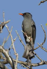 Malagasy Bulbul photo 3