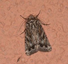 Ulolonche orbiculata