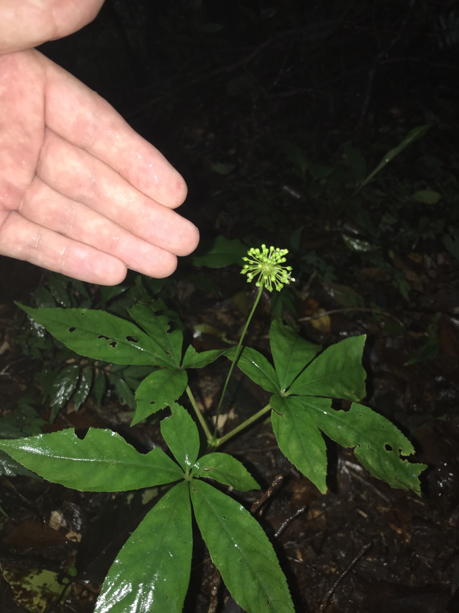 Panax japonicus