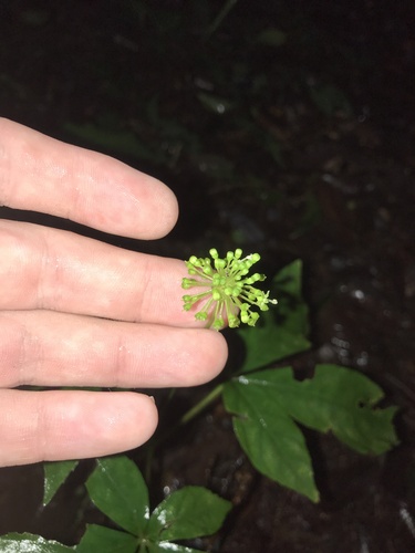 Image of Panax Japonicus (Panax japonicus) by no rights reserved