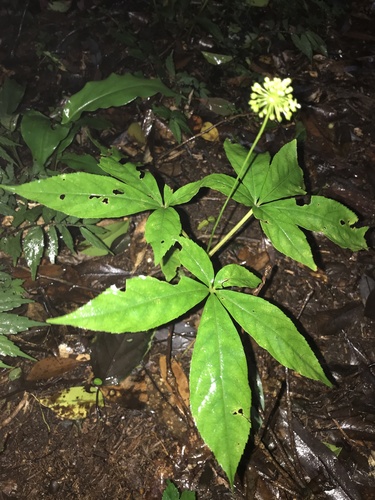 Image of Panax Japonicus (Panax japonicus) by no rights reserved