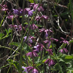 Salvia judaica