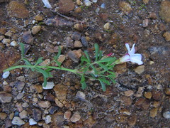 Oxalis multicaulis-recticaulis-versicolor