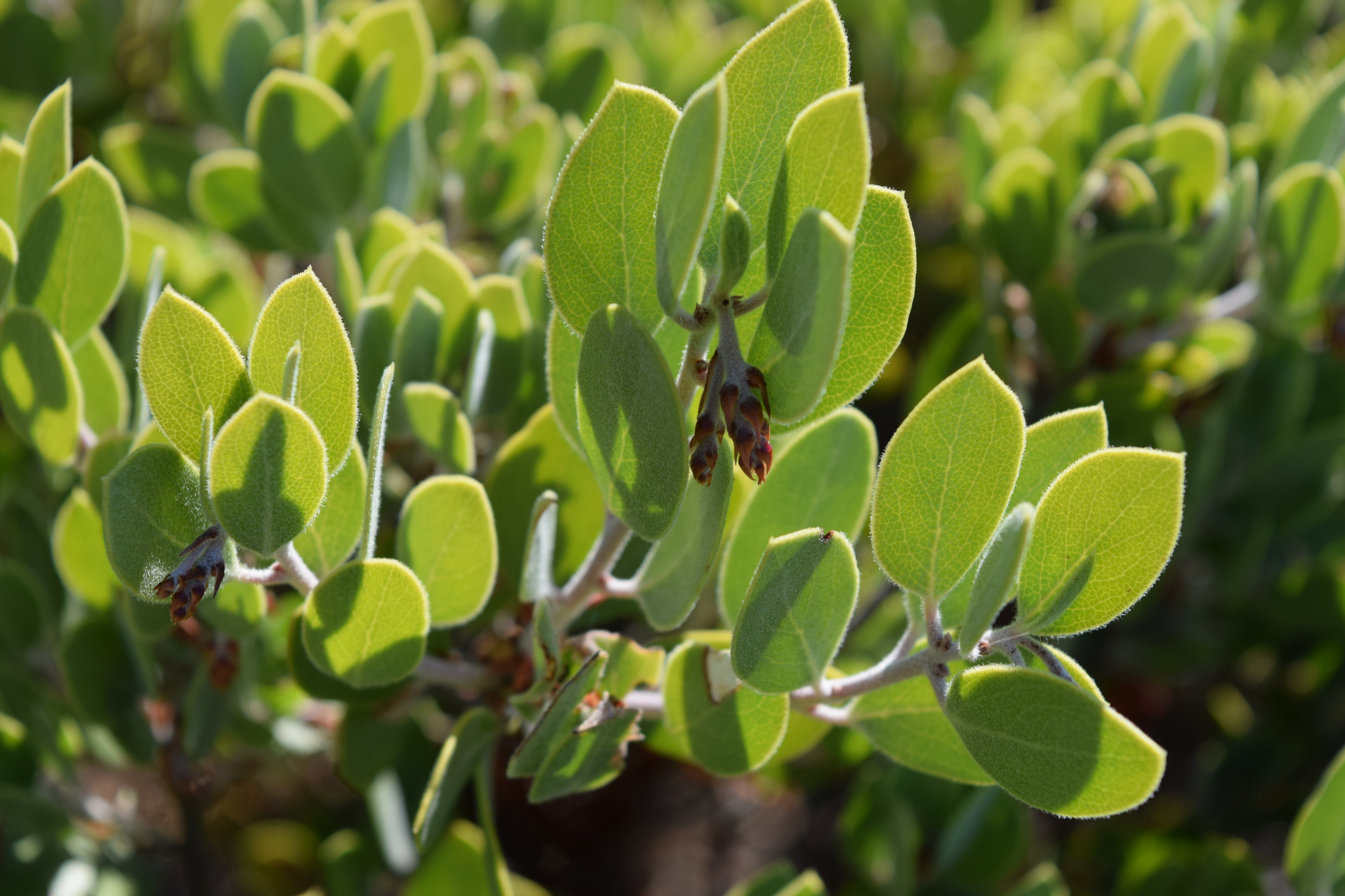 Arctostaphylos montana