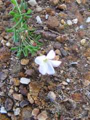 Oxalis multicaulis-recticaulis-versicolor