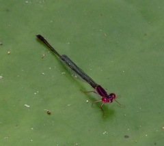 Enallagma dubium
