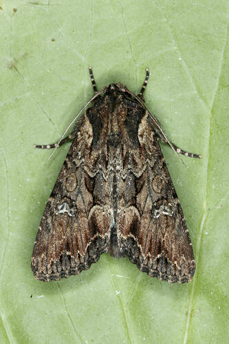 Mniotype occidentalis