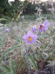 Solanum elaeagnifolium
