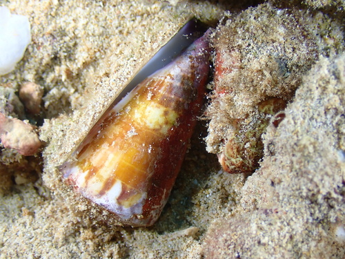 Conus planorbis observed 2024-10-22