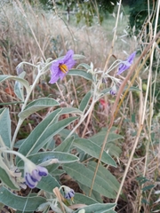 Solanum elaeagnifolium