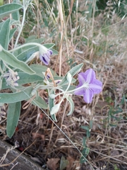 Solanum elaeagnifolium