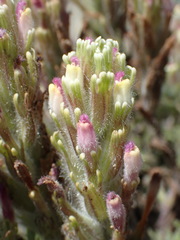 Castilleja exserta latifolia