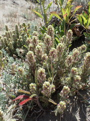 Castilleja exserta latifolia