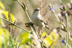 Acrocephalus scirpaceus