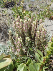 Castilleja exserta latifolia