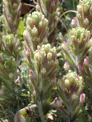 Castilleja exserta latifolia