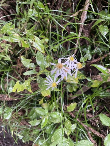 Aster microcephalus iNat (1)