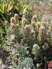 Castilleja exserta latifolia