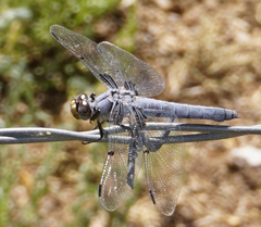 Libellula nodisticta