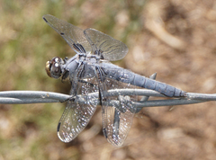 Libellula nodisticta
