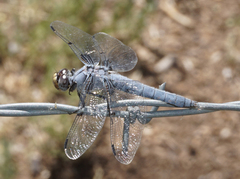 Libellula nodisticta