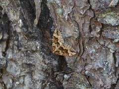 Lampropteryx suffumata