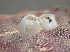 Solidobalanus hesperius