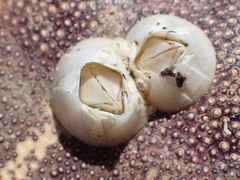 Solidobalanus hesperius