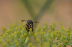 Dolichovespula saxonica