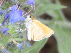 Thymelicus sylvestris