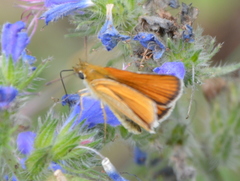 Thymelicus sylvestris