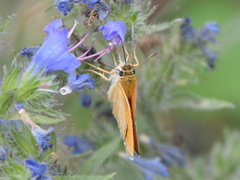 Thymelicus sylvestris