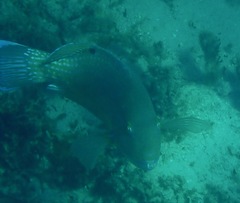 Choerodon schoenleinii