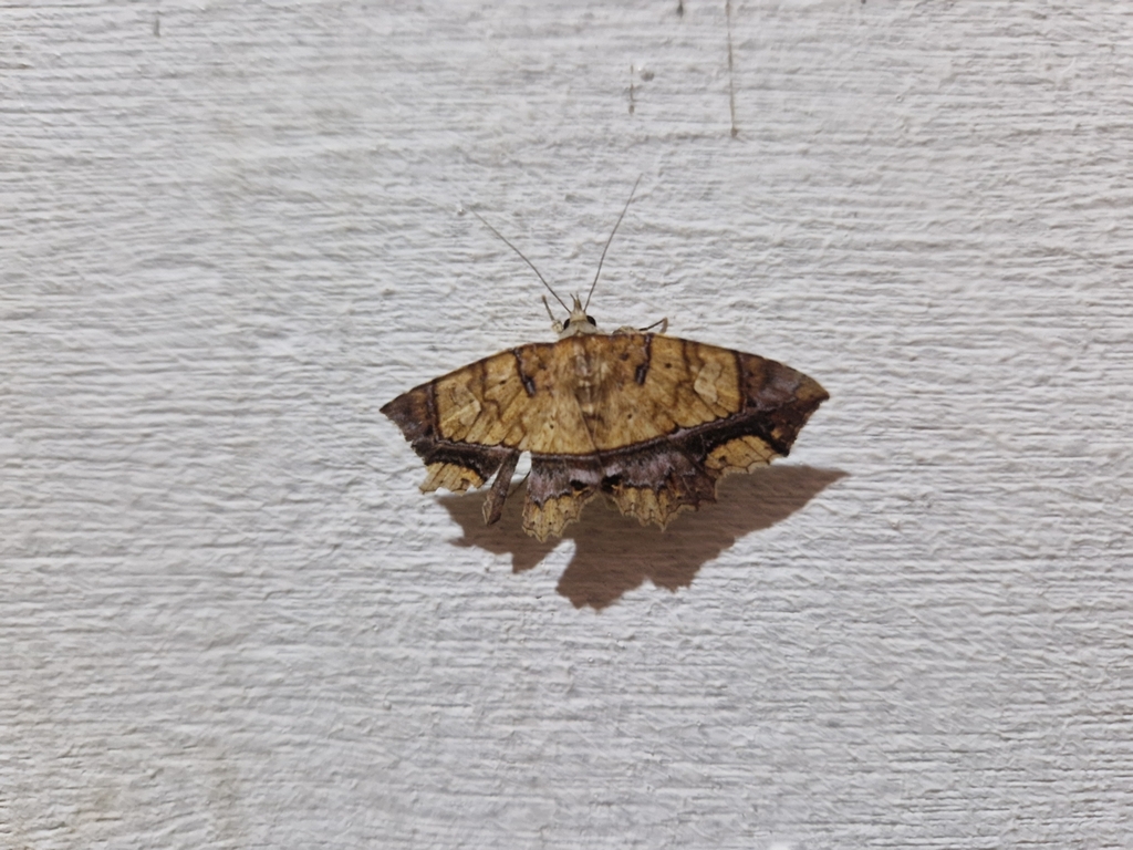 Tamba ionomera (Tamba ionomera)