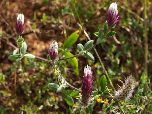 Trifolium dichroanthum