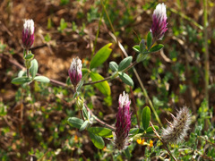 Trifolium dichroanthum