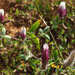 Trifolium dichroanthum - Photo (c) Ron Frumkin, alguns direitos reservados (CC BY-NC), uploaded by Ron Frumkin