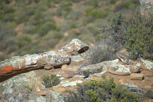 Cape Rock Sengi (Elephantulus edwardii)