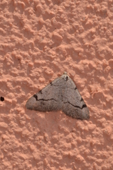 Digrammia triviata