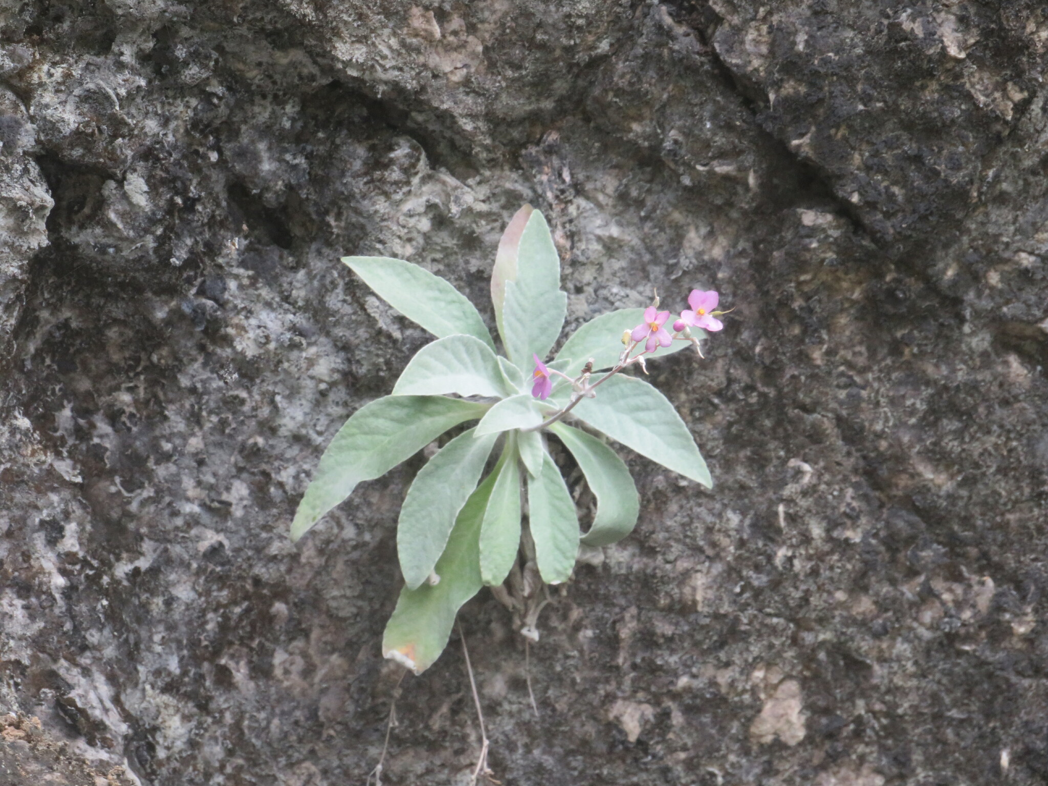 Paraboea lanata