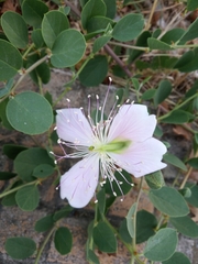 Capparis sicula