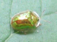 Charidotella succinea