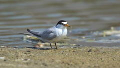 Sternula antillarum browni