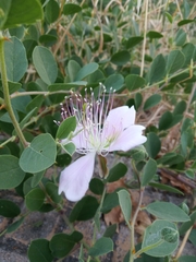 Capparis sicula