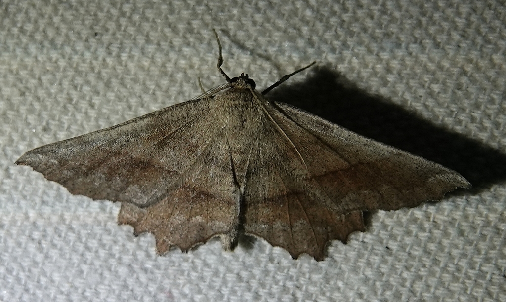 Effective Euchlaena Moth