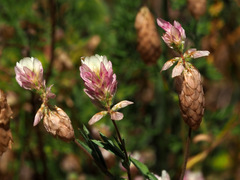 Trifolium philistaeum