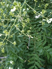 Platycnemis pennipes