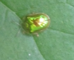 Charidotella succinea