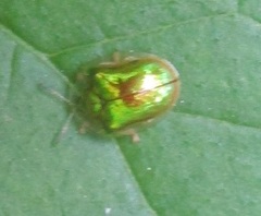 Charidotella succinea