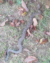 Crotalus molossus oaxacus